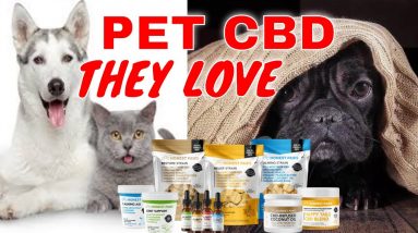 Pet CBD Care for Your Best Friend with Organic Oats, Barley and Oils Honest Paws | CBD Headquarters
