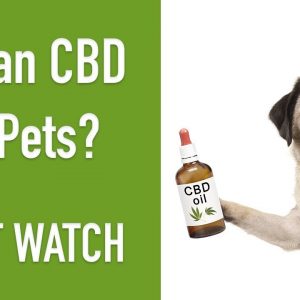 Can I Give My Dog Human CBD Oil? Find the Answer HERE