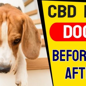 CBD For Dogs Before And After (RESULTS!) | CBD For Pets