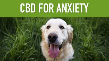 CBD FOR DOGS WITH ANXIETY - Keep Your Dog Calm With CBD
