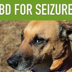 CBD FOR DOGS WITH SEIZURES - Can CBD Treat Epilepsy in Pets?
