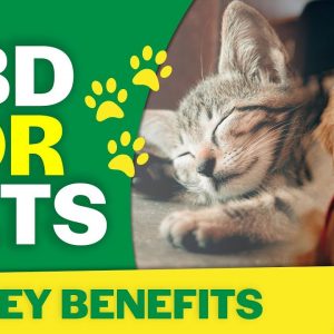 CBD for Pets | Benefits for Dogs and Cats (2019)