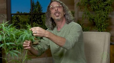 Cannabis Super-Cropping: Kyle Kushman's "Chiropractic" Plant Training Method / Green Flower