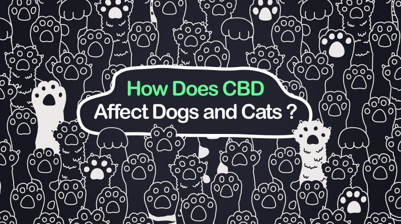 How Does CBD Affect Dogs and Cats?
