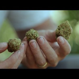 How to Judge Cannabis as a Connoisseur: Casey O'Neill / Green Flower