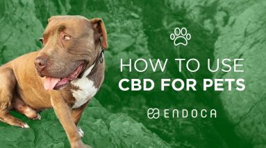 How to use CBD for Dogs