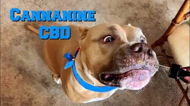 My Dogs Takes CBD | Product Review