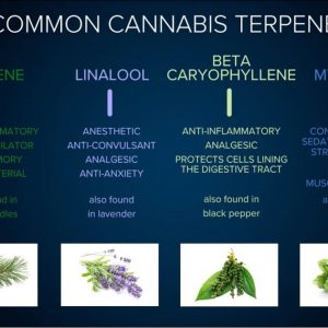 Understanding Cannabis Terpenes, Strains & the Entourage Effect: Martha Montemayor / Green Flower