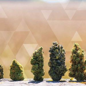 Are Cannabis Strains Obsolete? How Cannabis Has Changed Over Time:  Joe Dolce / Green Flower Media