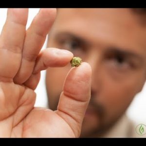 WHAT IS CANNABIS MICRODOSING? Mandee Lee / Try This / Green Flower