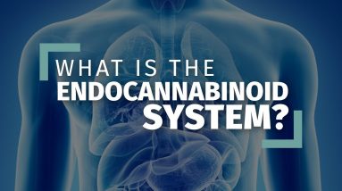 What is the Endocannabinoid System? [Ultimate Guide]