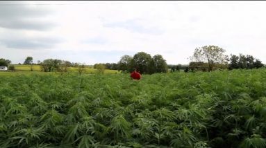Why Kentucky farmers are quitting tobacco and turning to hemp