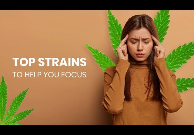 Cannabis Strains for Focus