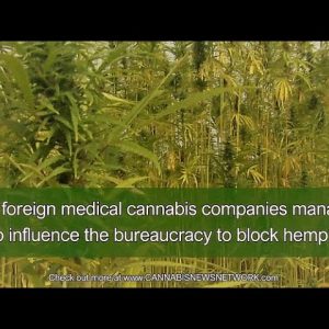 Corruption frustrates hemp producers in Portugal