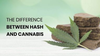 The Difference Between Hash and Cannabis
