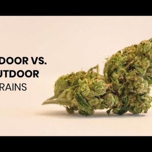 What's The Difference Between Indoor and Outdoor Strains?