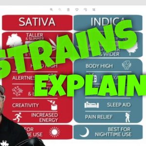 Difference between strains explained | CBD Headquarters