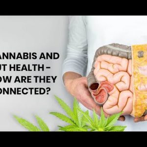 Cannabis and Gut Health - How Are They Connected?
