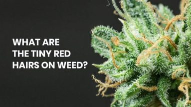 What are the Tiny Red Hairs on Weed?