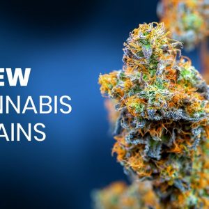 Best New Genetic Cannabis Strains
