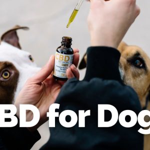 CBD for Dogs: Everything you need to know.