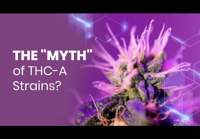 THC vs THC-A - What are THC-A Cannabis Strains and are they MORE Potent?