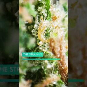 What is THE TASTIEST CANNABIS strain EVER?🤤 #shorts