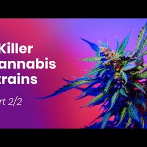 7 KILLER Cannabis Strains - PRO Smokers Only!