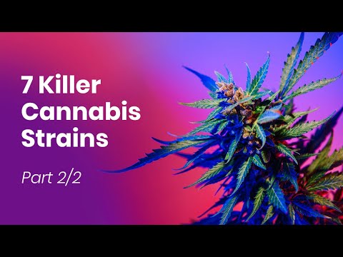 7 KILLER Cannabis Strains - PRO Smokers Only!