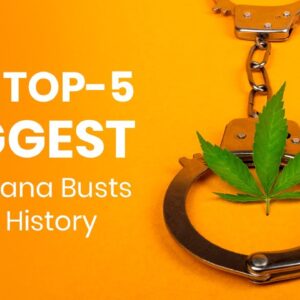 The Top 5 Biggest Marijuana Busts in USA History